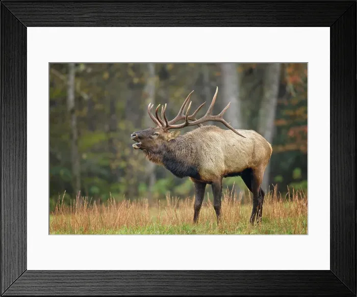 Framed Print : USA, North Carolina, Transylvania County Framed Print : USA, North Carolina, Transylvania County