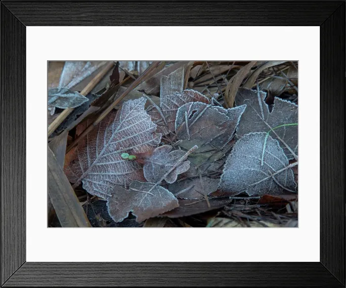 Framed Print : England, Norfolk, Frozen leaves on woodland floor