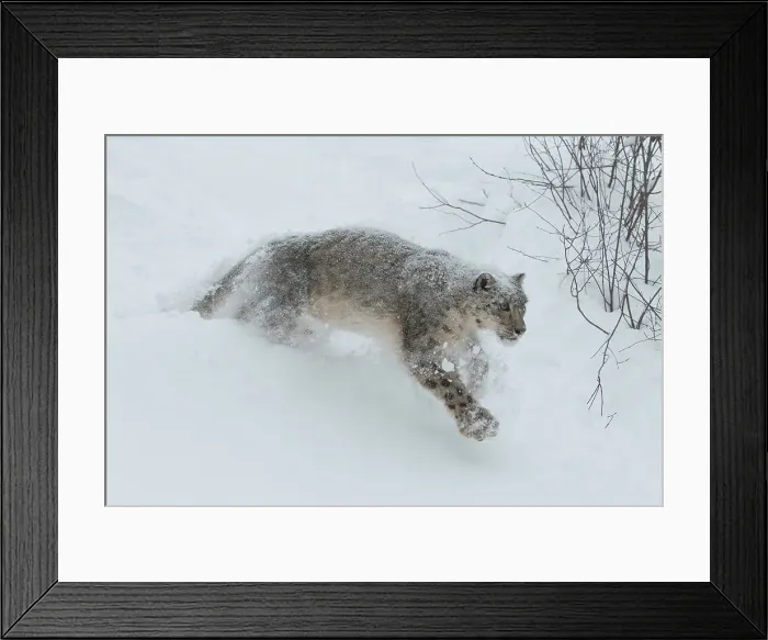 Framed Print : Snow Leopard (Uncia uncia) in deep snow Framed Print : Snow Leopard (Uncia uncia) in deep snow
