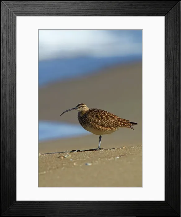 Framed Print : USA, California, Monterey Bay, Whimbrel (Numenius phaeopus) standing on beach