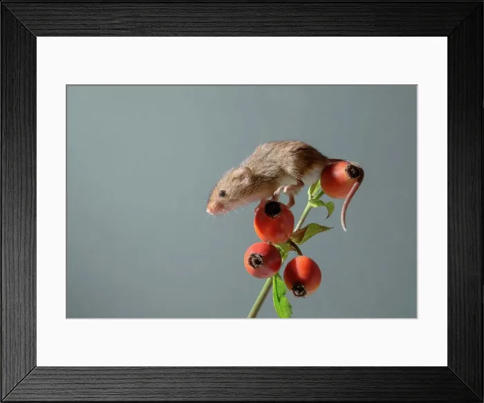 Framed Print : Eurasian harvest mouse (Micromys minutus) on rosehips Framed Print : Eurasian harvest mouse (Micromys minutus) on rosehips