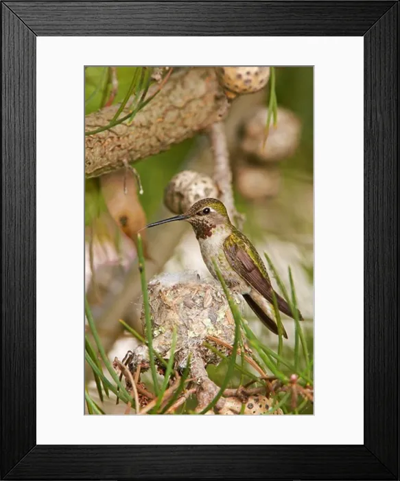 Framed Print : USA, California, Anna's Hummingbird (Calypte anna) nest Framed Print : USA, California, Anna's Hummingbird (Calypte anna) nest