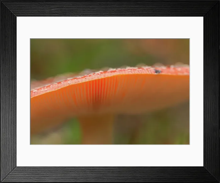 Framed Print : Fly Agaric (Amanita muscaria) view of gills of single toadstool