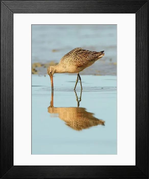 Framed Print : USA, California, San Francisco Bay, Marbled Godwit (Limosa fedoa) feeding in shallow water Framed Print : USA, California, San Francisco Bay, Marbled Godwit (Limosa fedoa) feeding in shallow water