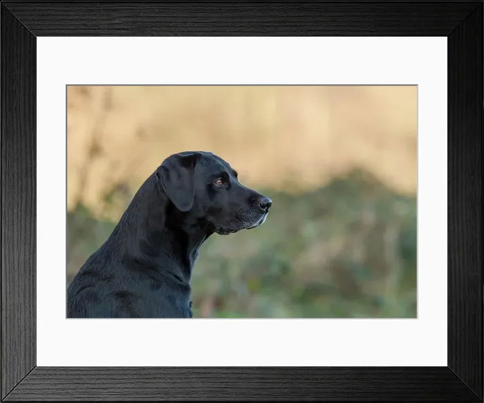 Framed Print : England, Norfolk, Black Labrador Framed Print : England, Norfolk, Black Labrador