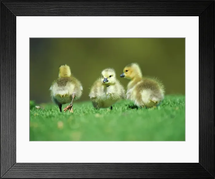 Framed Print : USA, California, Canada Goose (Branta canadensis) chicks
