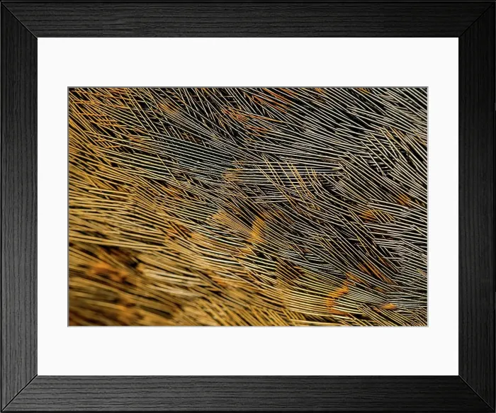 Framed Print : England, Norfolk, Pheasant (Chrysolophus pictus) feathers Framed Print : England, Norfolk, Pheasant (Chrysolophus pictus) feathers