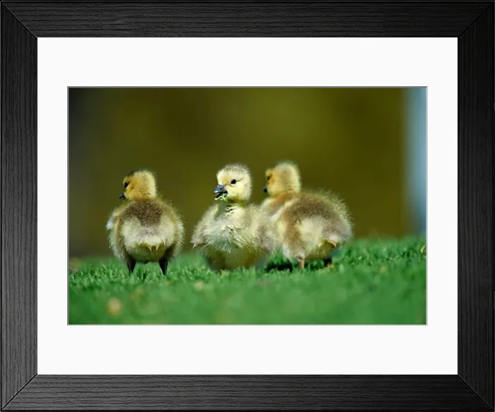Framed Print : USA, California, Canada Goose (Branta canadensis) chicks