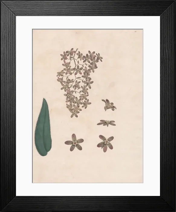 Framed Print : Flower Banskia Abissinica 1789 James Heath 1757-1834 Framed Print : Flower Banskia Abissinica 1789 James Heath 1757-1834