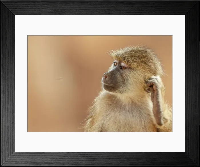 Framed Print : Yellow Baboon, Papio cyncephalus
