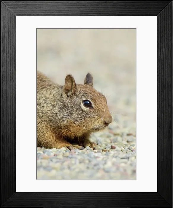 Framed Print : USA, California, San Francisco bay Framed Print : USA, California, San Francisco bay