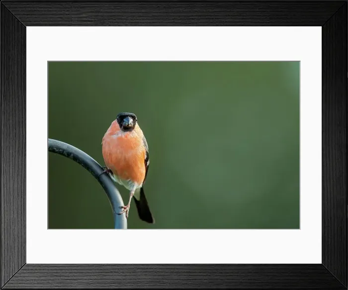Framed Print : Male Eurasian bullfinch (Pyrrhula pyrrhula)
