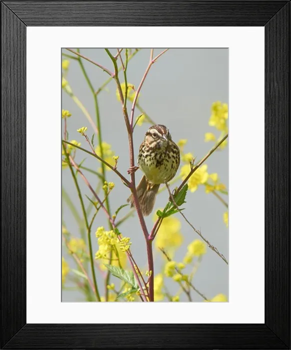 Framed Print : USA, California, Baylands reserve, Song Sparrow (Melospiza melodia) perched on wildflowers Framed Print : USA, California, Baylands reserve, Song Sparrow (Melospiza melodia) perched on wildflowers