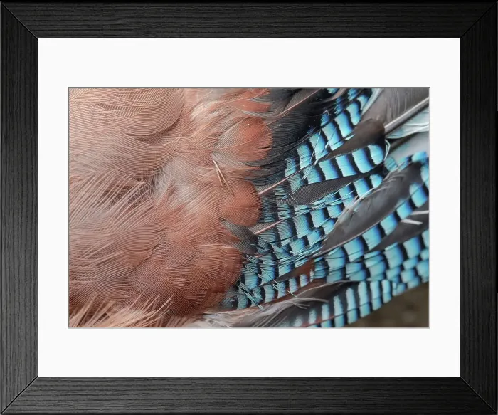 Framed Print : England, Norfolk, Eurasian Jay's (Garrulus glandarius) wing feathers
