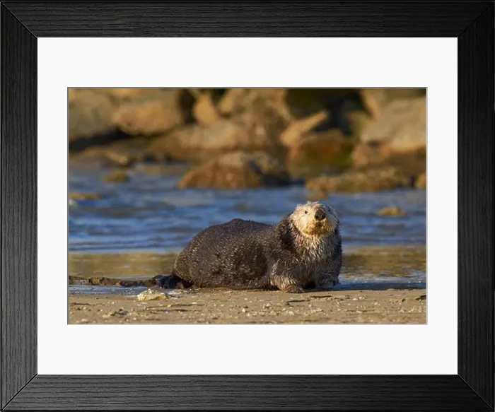 Framed Print : USA, California, Monterey, Monterey bay, Sea otter (Enhydra lutris) on beach Framed Print : USA, California, Monterey, Monterey bay, Sea otter (Enhydra lutris) on beach