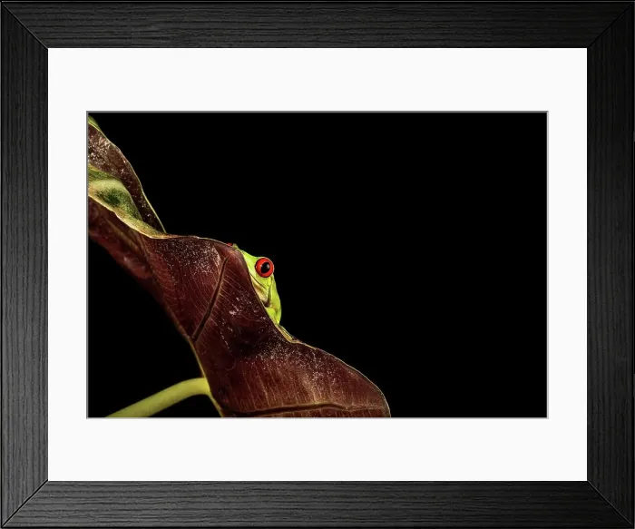 Framed Print : Female Red-Eyed Tree frog (Agalychnis callidryas) isolated on black background Framed Print : Female Red-Eyed Tree frog (Agalychnis callidryas) isolated on black background
