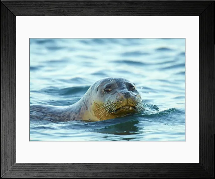 Framed Print : USA, California, Monterey Bay, Common harbor seal (Phoca vitulina) sticking head out of water Framed Print : USA, California, Monterey Bay, Common harbor seal (Phoca vitulina) sticking head out of water