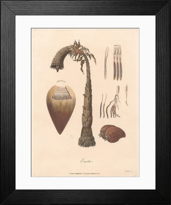 Framed Print : Ensete 1789 James Heath 1757-1834 British James Bruce Framed Print : Ensete 1789 James Heath 1757-1834 British James Bruce