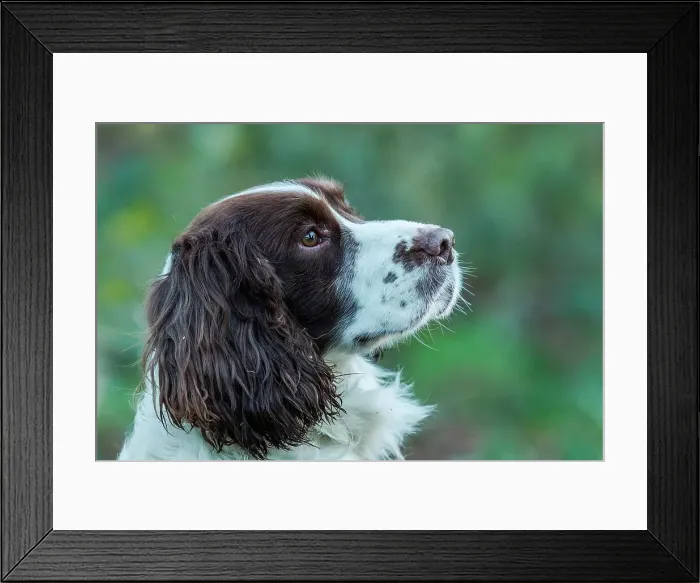 Framed Print : England, Norfolk, Portrait of Springer Spaniel