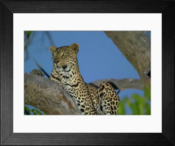 Framed Print : Leopard (Panthera pardus) in tree at twilight Framed Print : Leopard (Panthera pardus) in tree at twilight