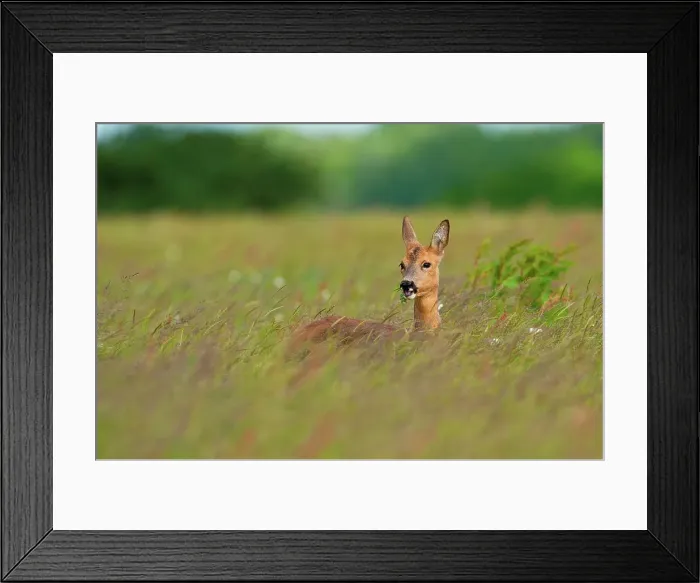Framed Print : UK, England, Norfolk, Breckland