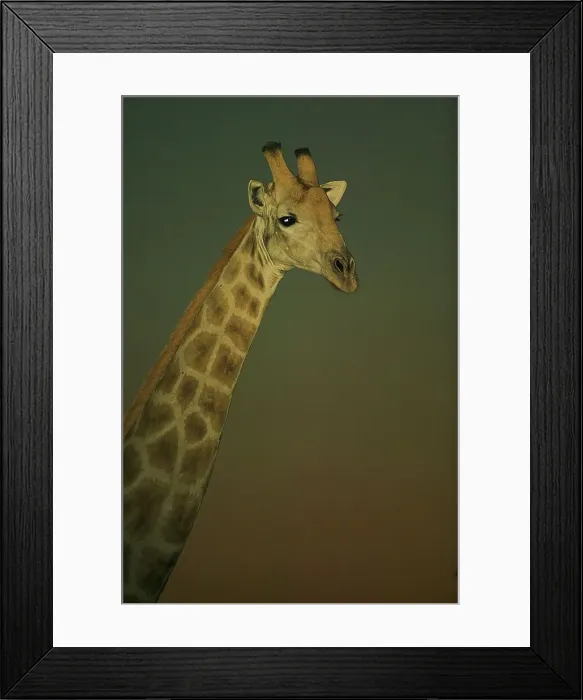 Framed Print : Giraffe (Giraffa camelopardis) in veld at twilight Framed Print : Giraffe (Giraffa camelopardis) in veld at twilight