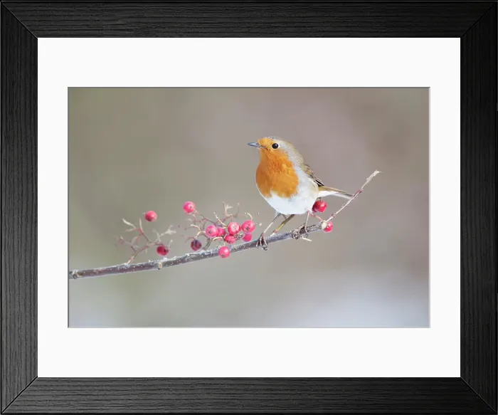 Framed Print : Robin Erithacus rubecula adult perched in snow Norfolk U Framed Print : Robin Erithacus rubecula adult perched in snow Norfolk U
