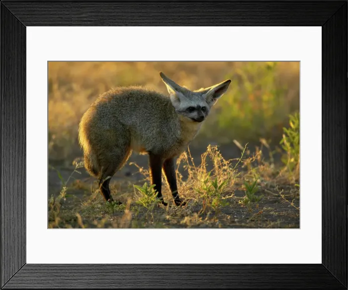 Framed Print : Bat-Eared Fox (Otocyon meaglotis) in veld in early morning Framed Print : Bat-Eared Fox (Otocyon meaglotis) in veld in early morning