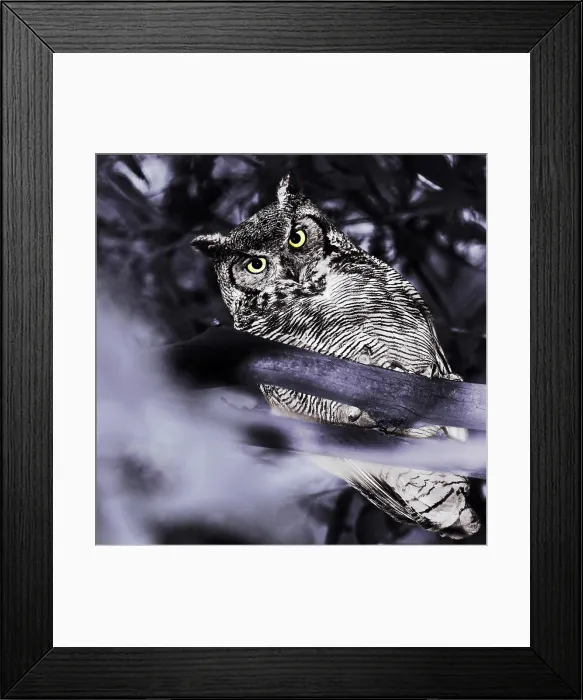 Framed Print : In Goleta, California, there are many eucalyptus trees that the great horned owls like to perch
