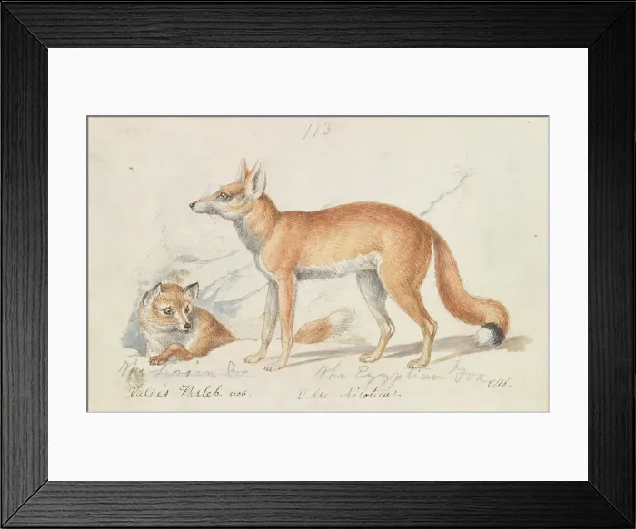 Framed Print : Syrian Fox Egyptian Fox Charles Hamilton Smith Framed Print : Syrian Fox Egyptian Fox Charles Hamilton Smith