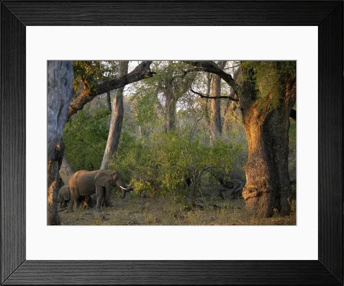 Framed Print : African Elephant (Loxodonta africana) cow and calf in riverine bush