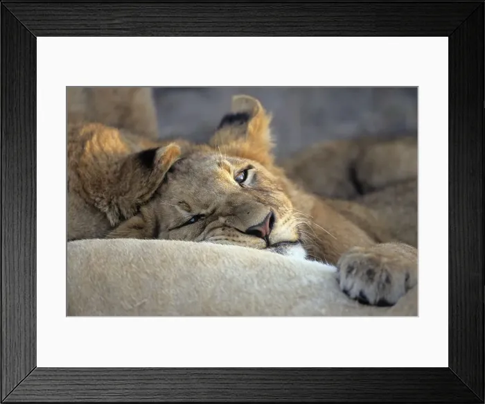 Framed Print : Lion (Panthera leo) MalaMala Game Reserve Framed Print : Lion (Panthera leo) MalaMala Game Reserve