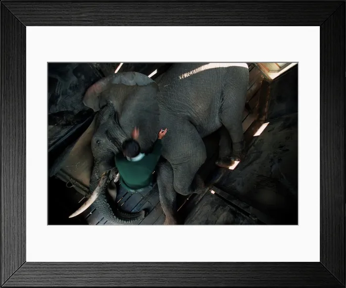 Framed Print : Elephant in crate being tended to by a vet Framed Print : Elephant in crate being tended to by a vet