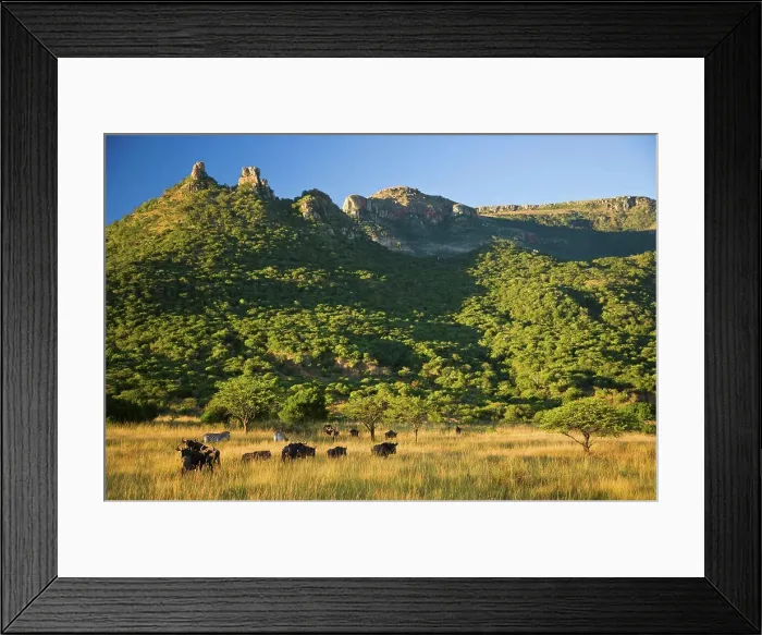 Framed Print : Blue Wildebeest (Connochaetes taurinus). Itala Game Reserve. KwaZulu Natal. South Africa Framed Print : Blue Wildebeest (Connochaetes taurinus). Itala Game Reserve. KwaZulu Natal. South Africa
