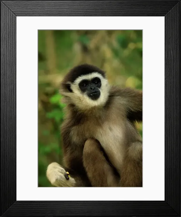 Framed Print : White-handed Gibbon. Monkeyland Framed Print : White-handed Gibbon. Monkeyland
