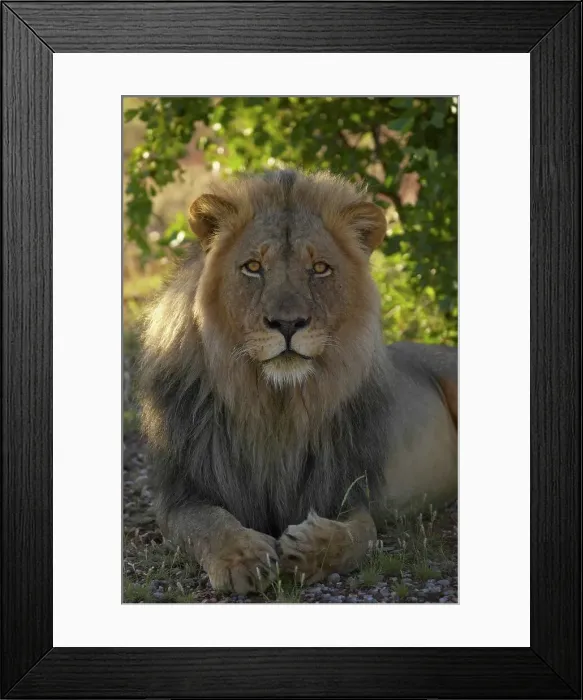 Framed Print : Lion (Panthera leo). Mashatu Game Reserve