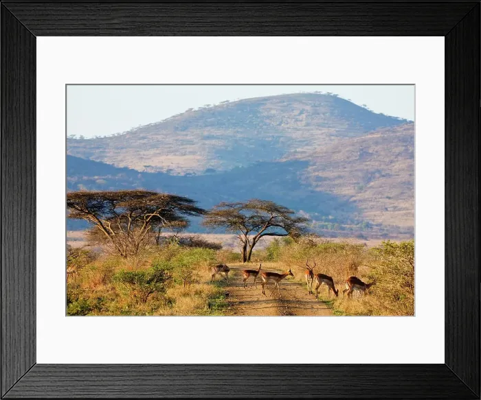 Framed Print : Impala Aepyceros malampus}. Hluhluwe iMfolozi Park Framed Print : Impala Aepyceros malampus}. Hluhluwe iMfolozi Park