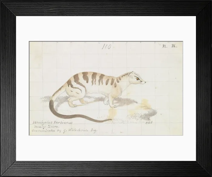Framed Print : Banded Palm Civet Charles Hamilton Smith 1776-1859 Framed Print : Banded Palm Civet Charles Hamilton Smith 1776-1859