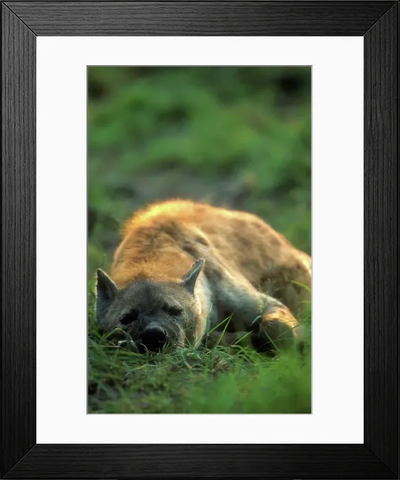 Framed Print : Hyaena lying in veld. MalaMala Game Reserve Framed Print : Hyaena lying in veld. MalaMala Game Reserve