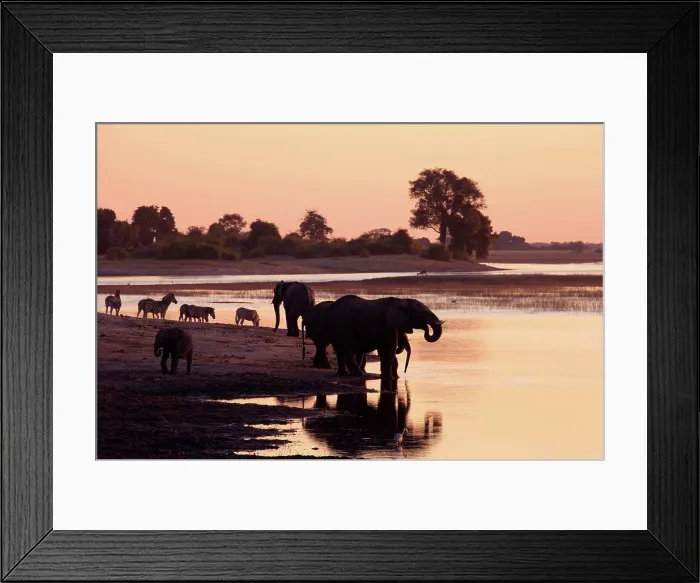Framed Print : Elephant (Loxodonta Africana) Chobe National Park. Botswana Framed Print : Elephant (Loxodonta Africana) Chobe National Park. Botswana