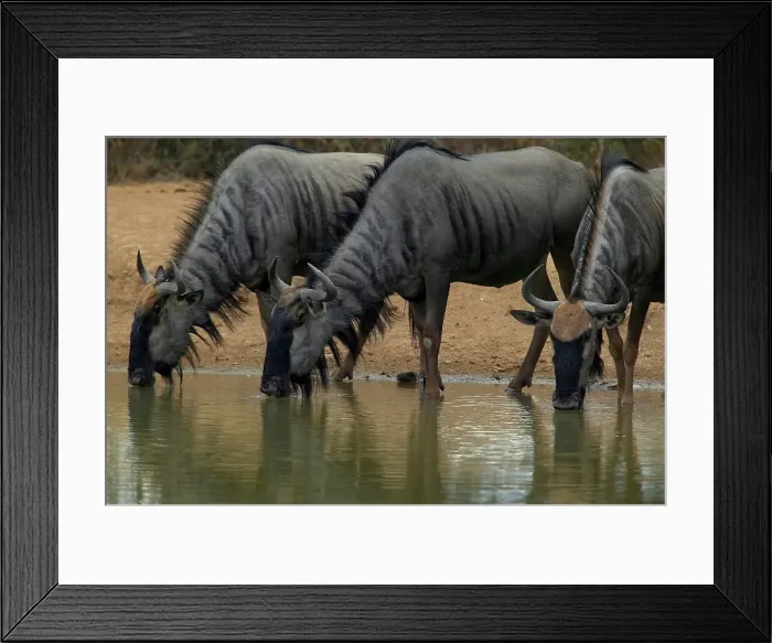 Framed Print : Blue Wildebeest (Connochaetes gnou) drinking at waterhole Framed Print : Blue Wildebeest (Connochaetes gnou) drinking at waterhole