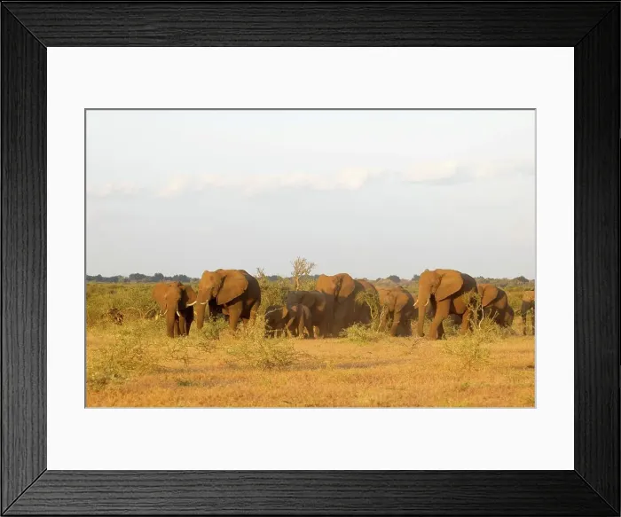 Framed Print : African Elephant (Loxodonta africana) herd in veld