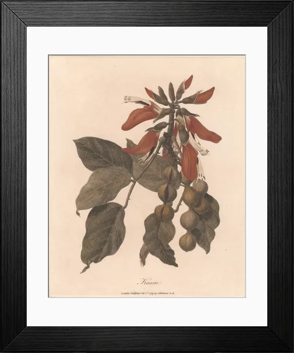 Framed Print : Kuara 1789 James Heath 1757-1834 British James Bruce