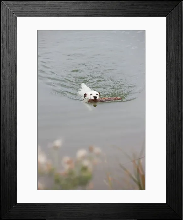 Framed Print : Jack Russell Terrier swimming with large stick in lake Framed Print : Jack Russell Terrier swimming with large stick in lake