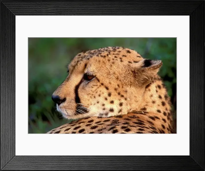 Framed Print : Cheetah (Acinonyx jubatus). Phinda Game Reserve Framed Print : Cheetah (Acinonyx jubatus). Phinda Game Reserve