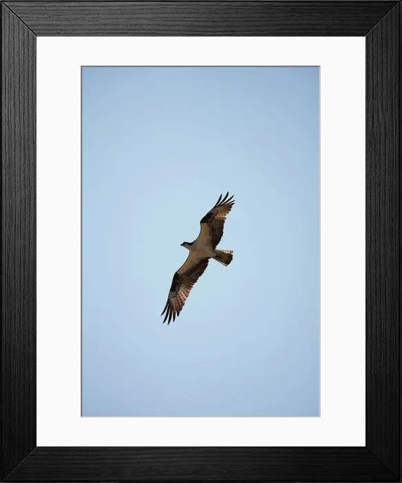 Framed Print : USA, Virginia, Cape Charles, Osprey in flight Framed Print : USA, Virginia, Cape Charles, Osprey in flight