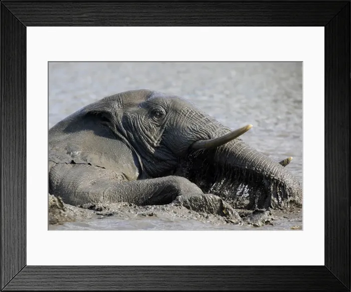 Framed Print : Elephant (Loxodonta africana) swimming in a waterhole Framed Print : Elephant (Loxodonta africana) swimming in a waterhole