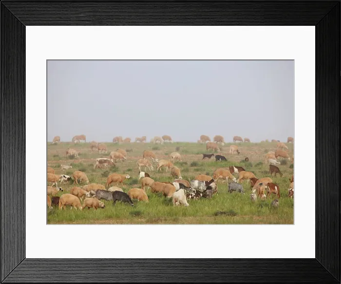 Framed Print : 4316, 4316-5216 Framed Print : 4316, 4316-5216