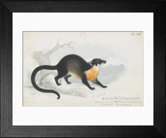 Framed Print : Asian Palm Civet Charles Hamilton Smith 1776-1859 Framed Print : Asian Palm Civet Charles Hamilton Smith 1776-1859