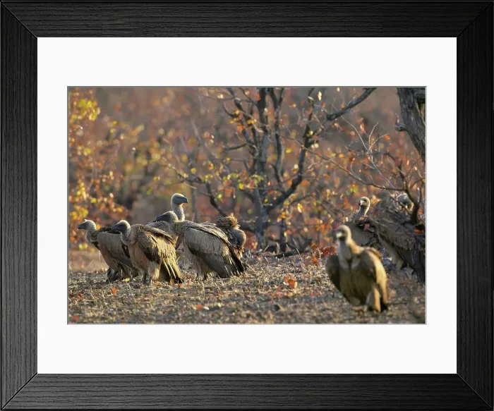 Framed Print : Whitebacked Vultures (Gyps africanus) at kill Framed Print : Whitebacked Vultures (Gyps africanus) at kill